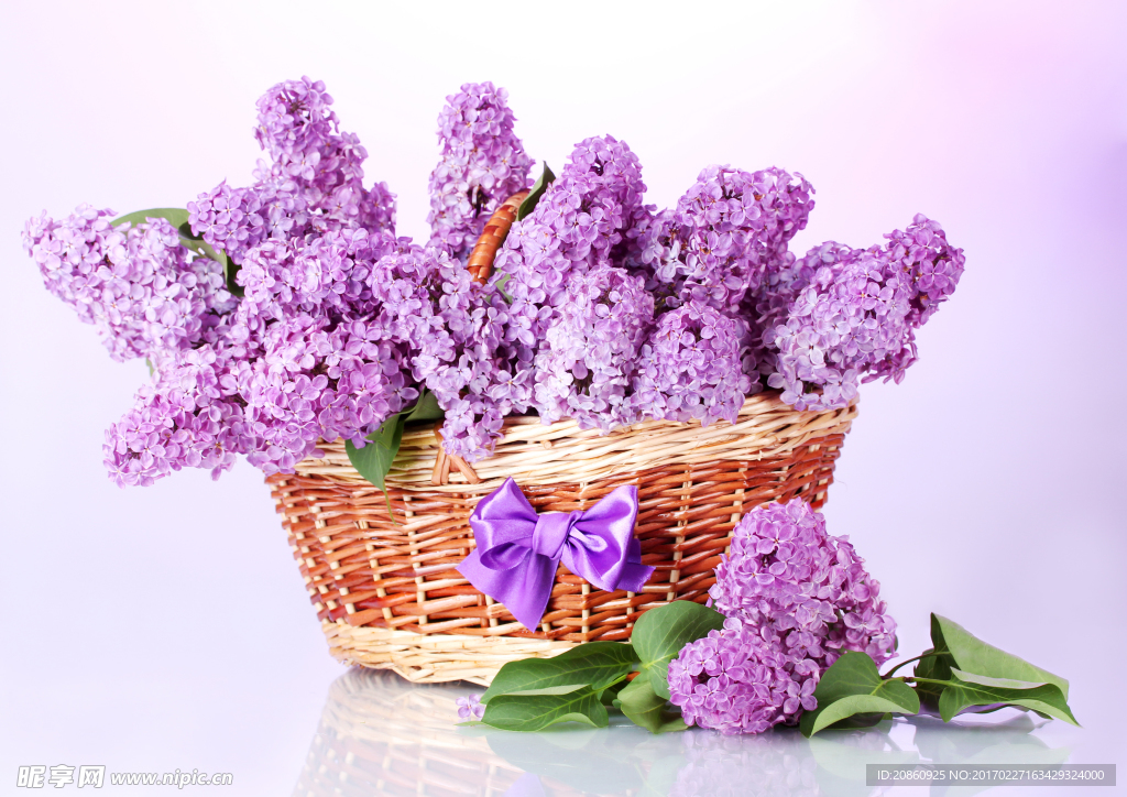 紫色的花朵圖片