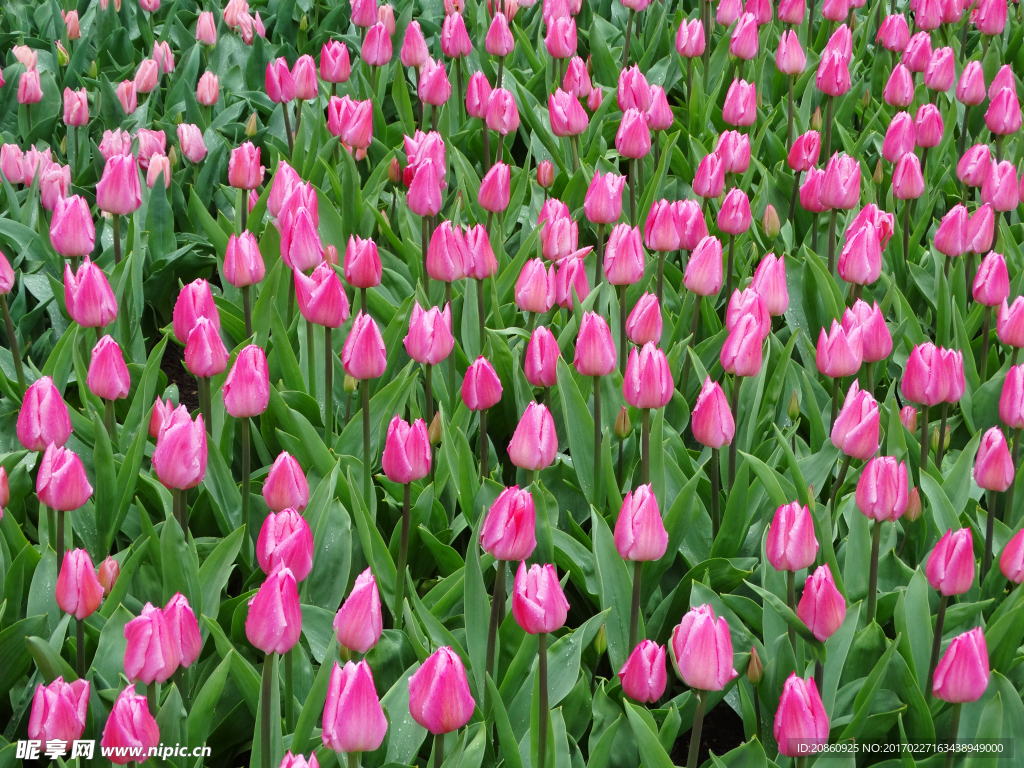 郁金香花園圖片