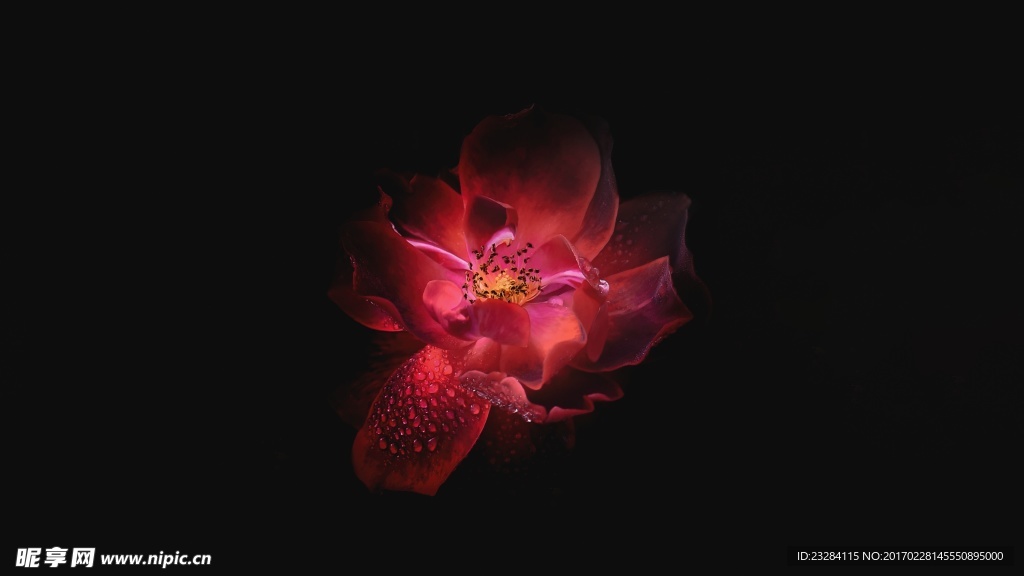 牡丹花