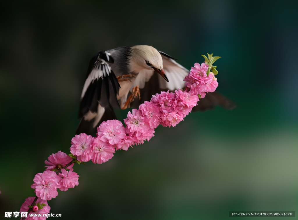 賞花