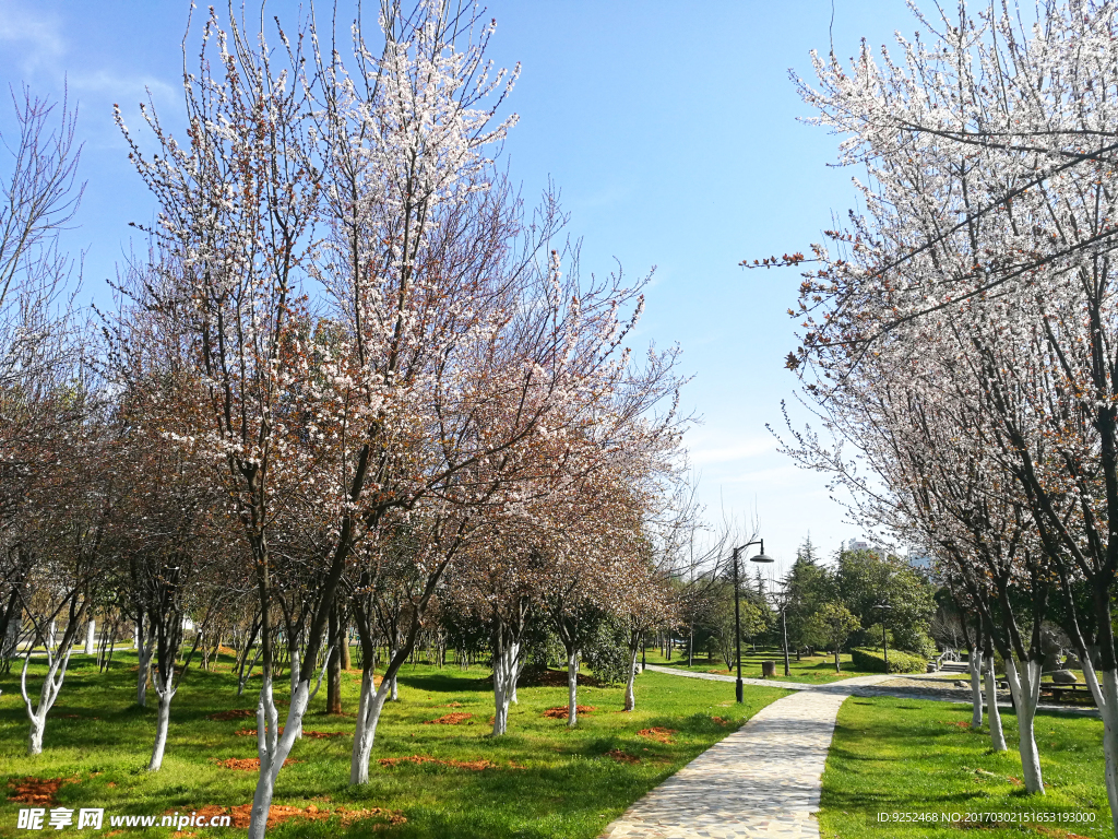 櫻花園