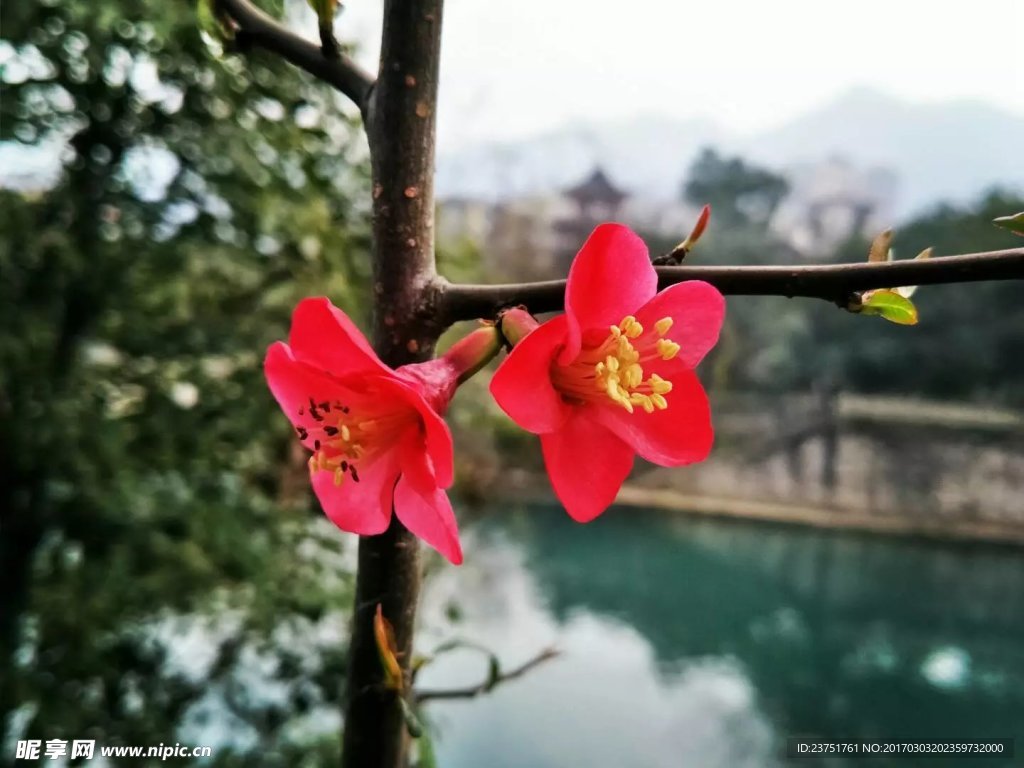 湖邊花