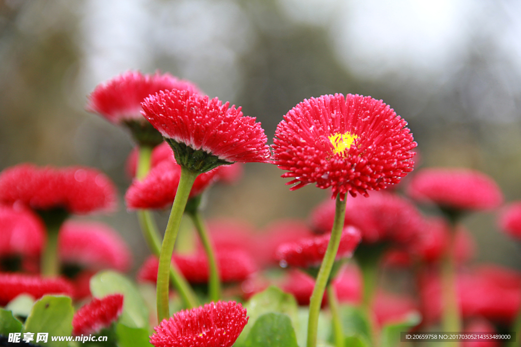 雛菊 高清圖片