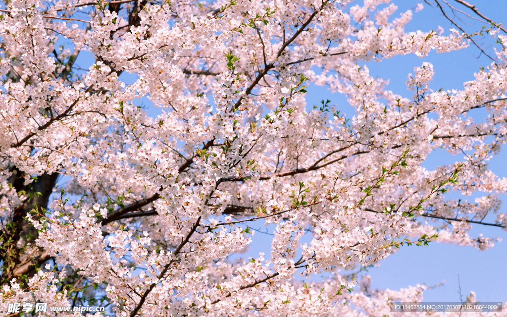 盛開(kāi)的櫻花