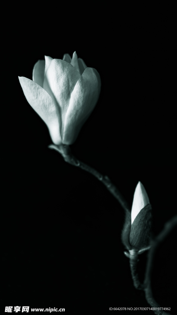 玉蘭花