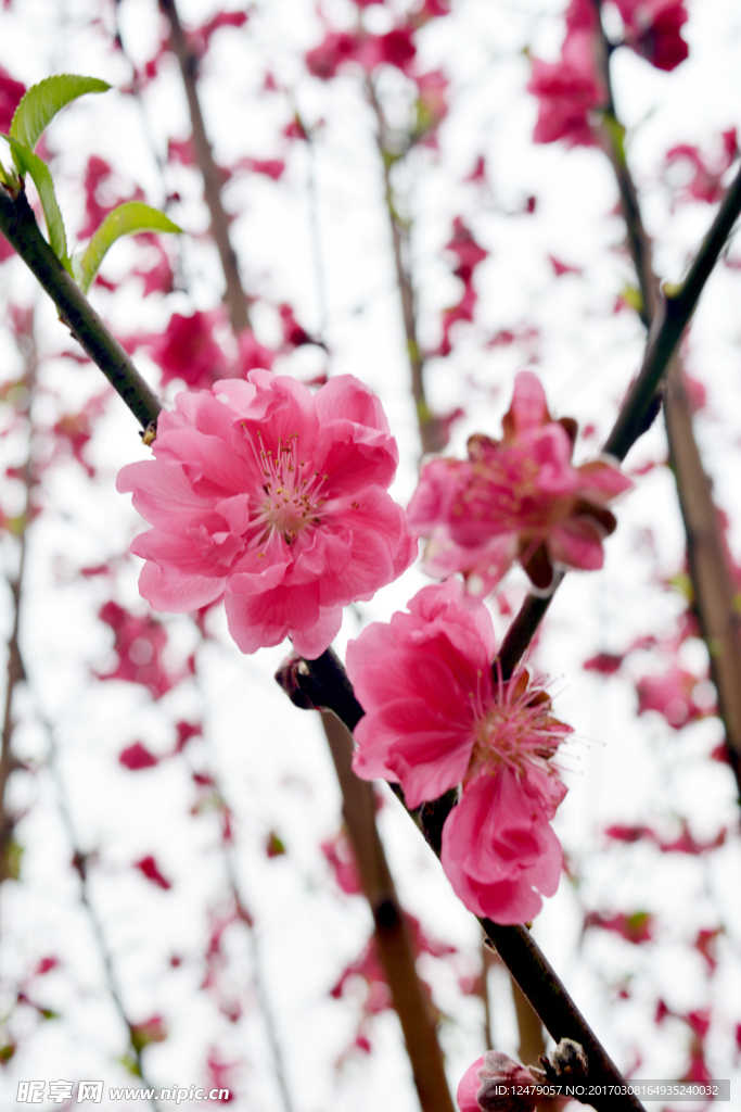 桃花