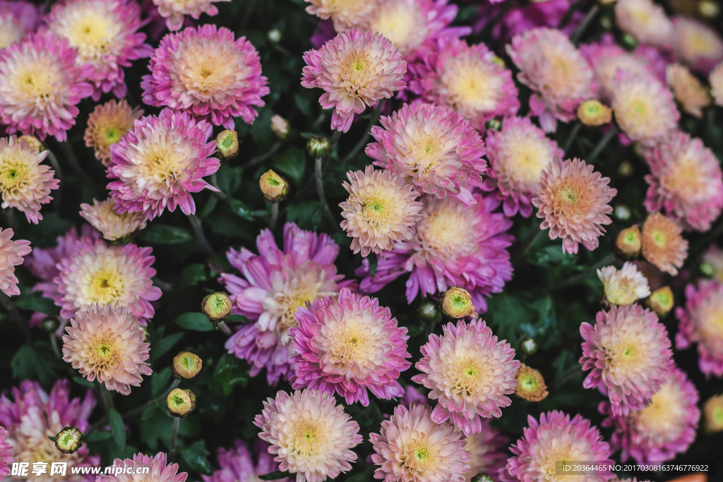 小雛菊  菊花