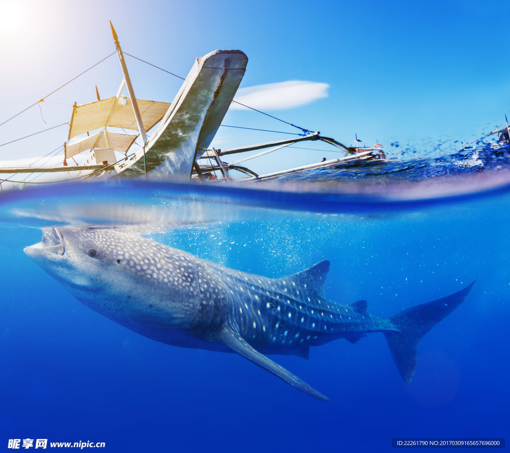 游艇鯨魚