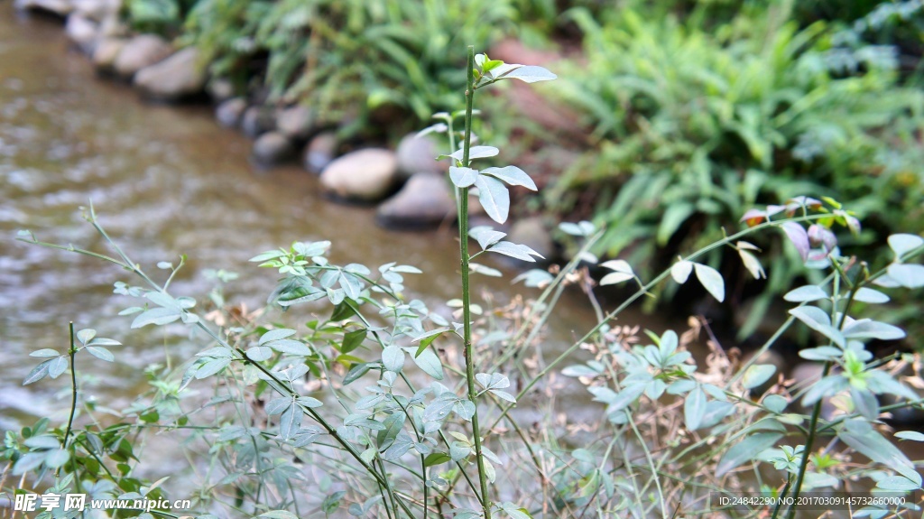 樹葉樹枝