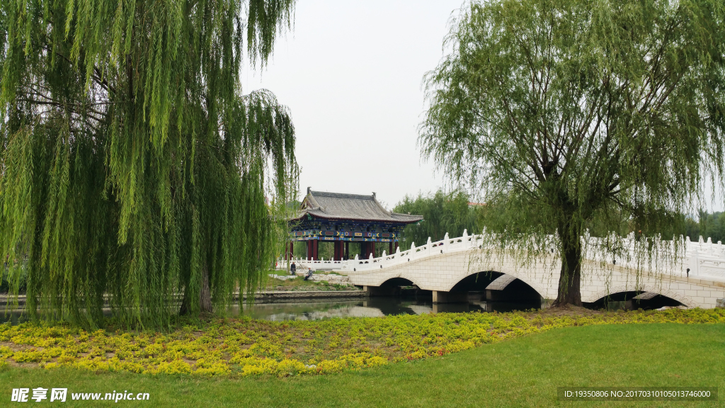 風景 柳樹 石橋