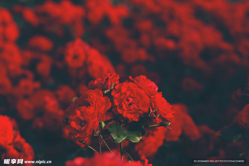 花卉   紅色花卉
