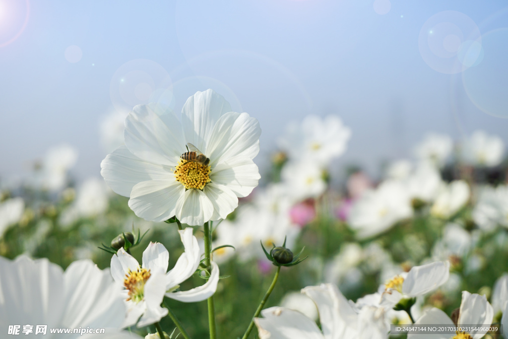菊花圖片