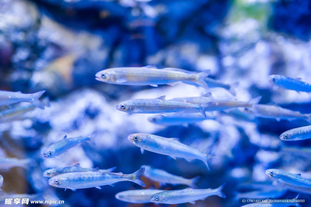 小魚