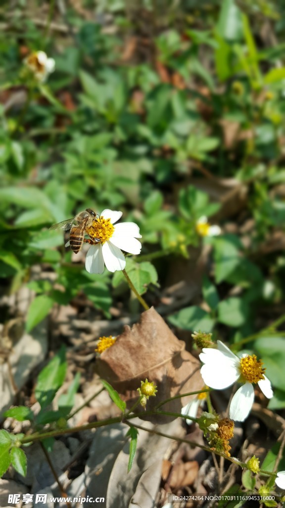 蜜蜂真準時