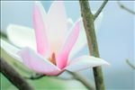 粉紅玉蘭