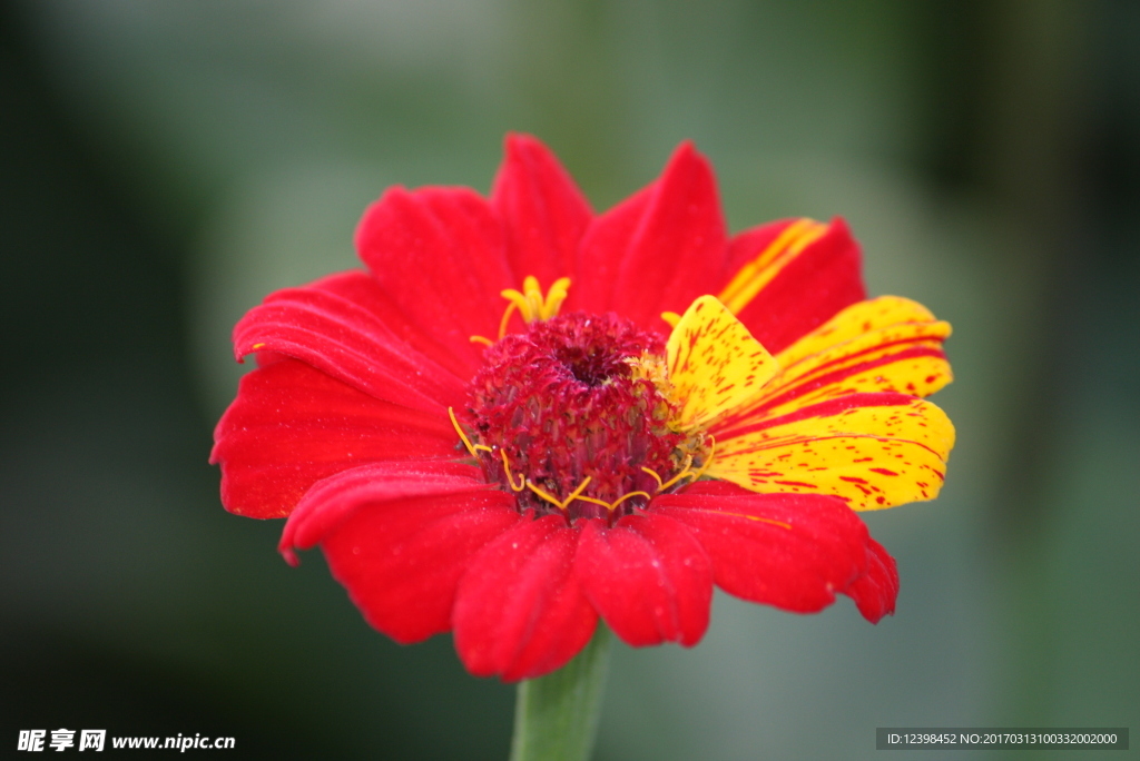 紅色菊花