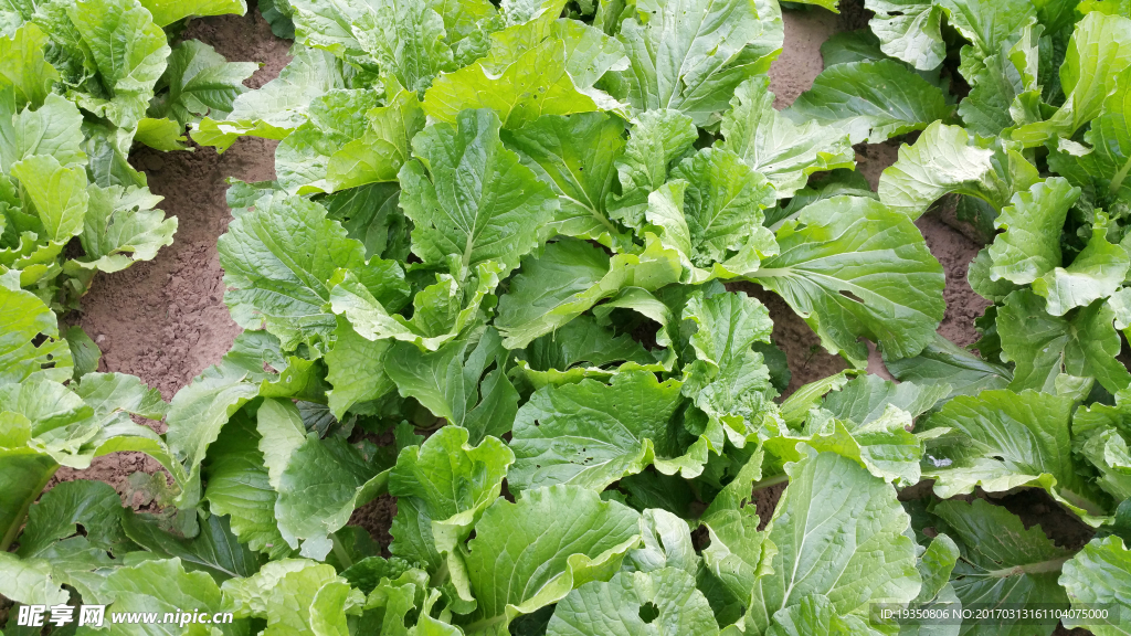 白菜 綠葉
