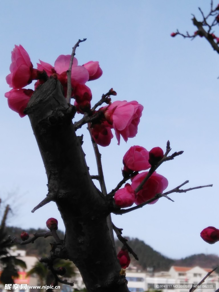 梅花