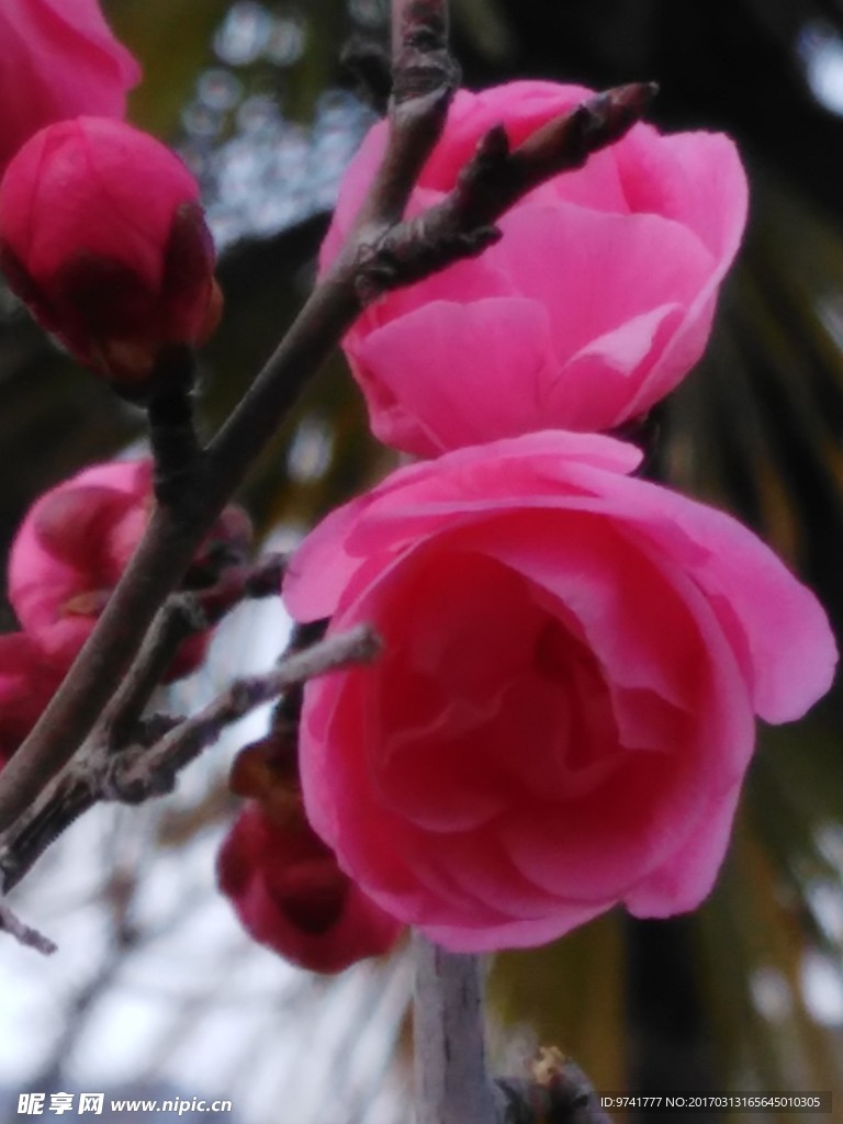 梅花