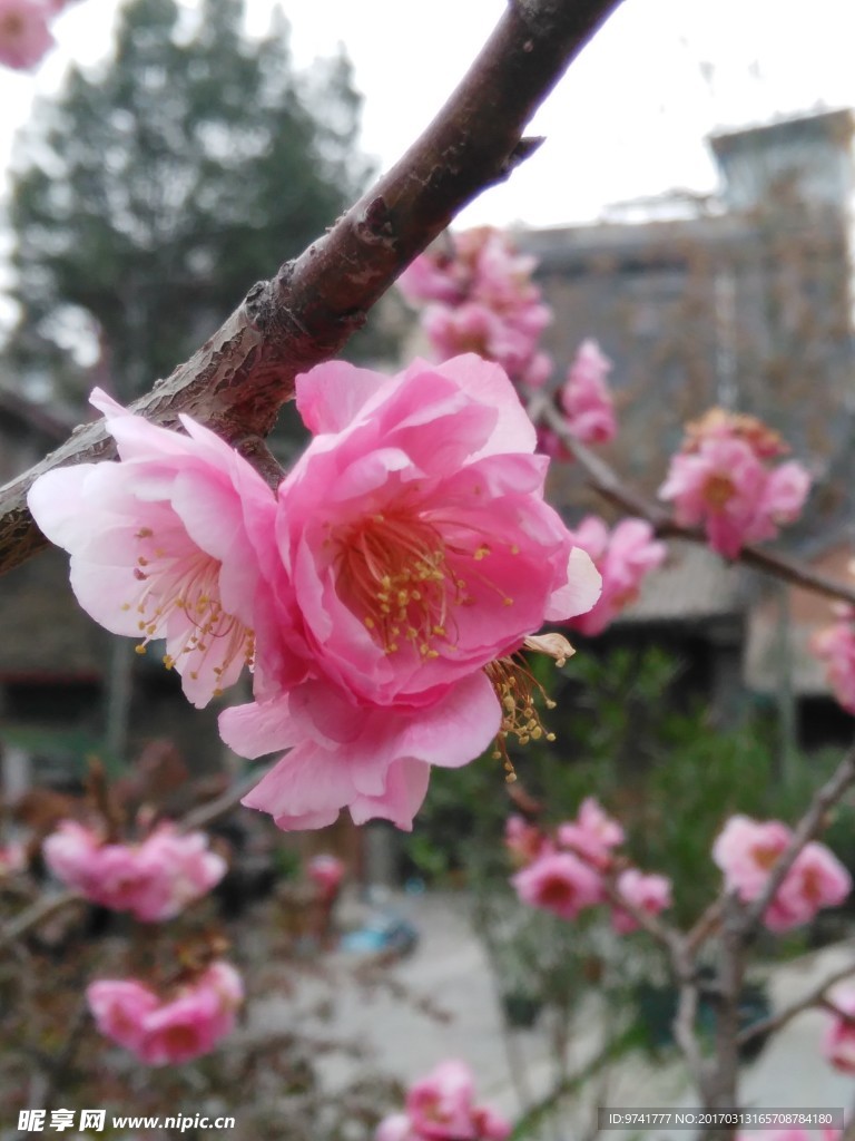 梅花