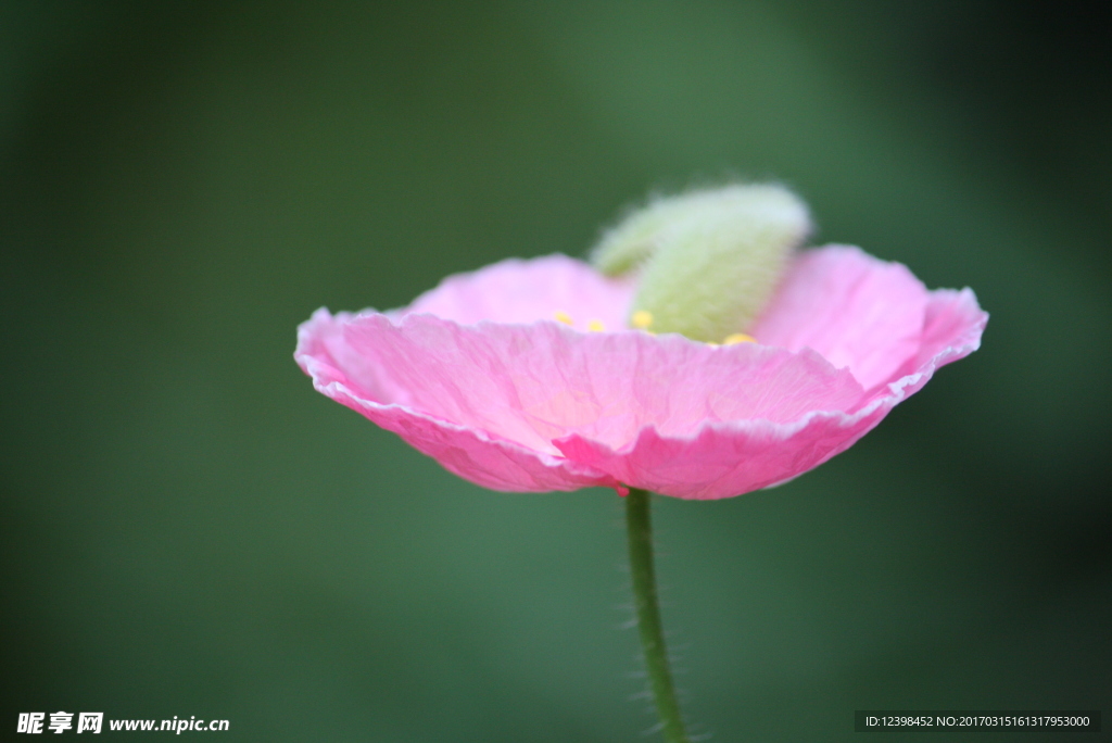 虞美人鮮花
