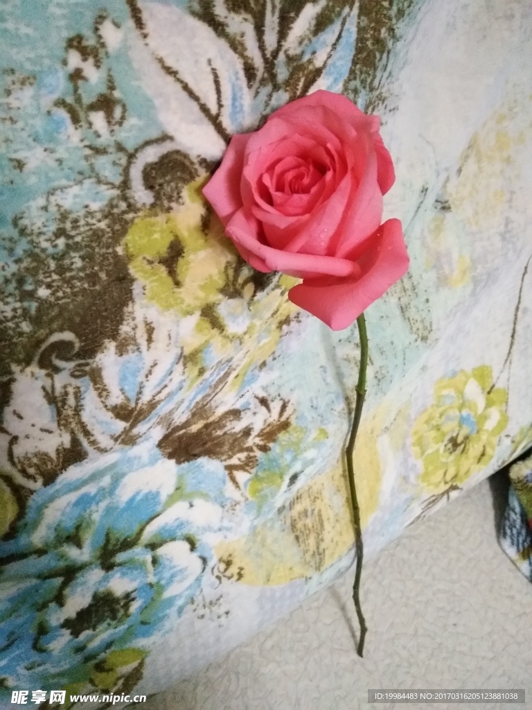 高清花素材
