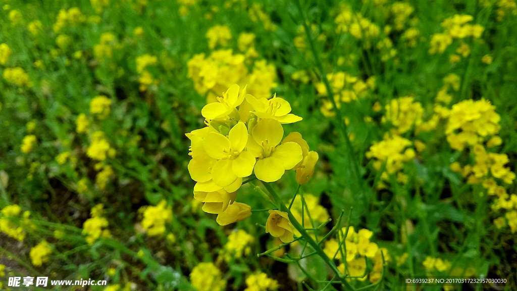 油菜花