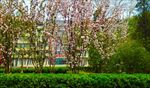 春季粉色桃花树公园摄影
