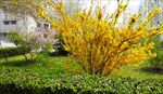 金黄色花树摄影图
