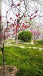 春季桃花树绿草地摄影图