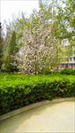 春季花树绿植转角摄影图
