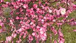 粉色花树俯拍摄影图
