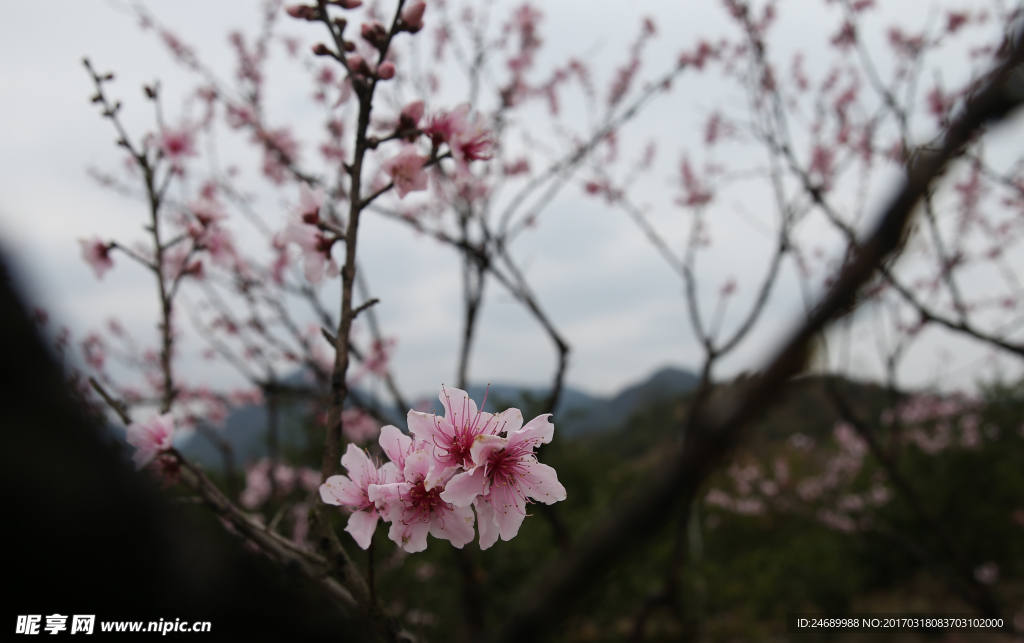 桃花盛開