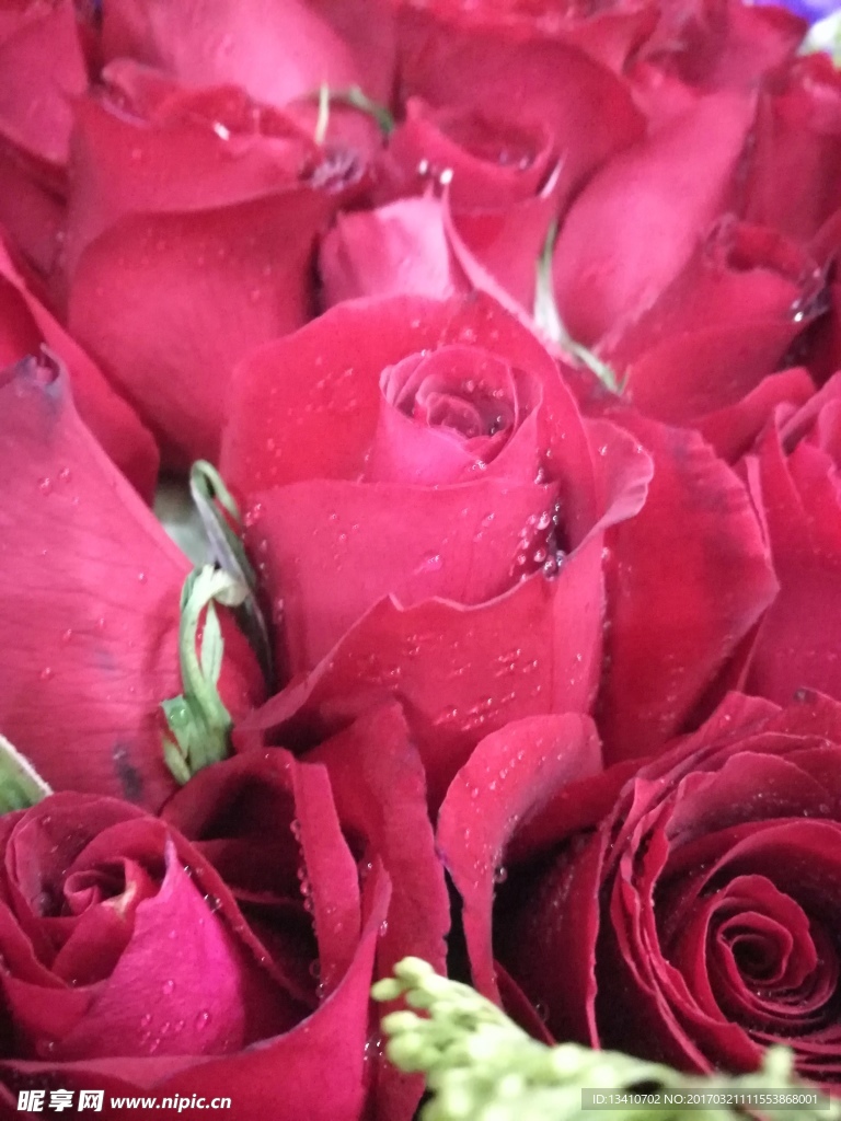 玫瑰 花束