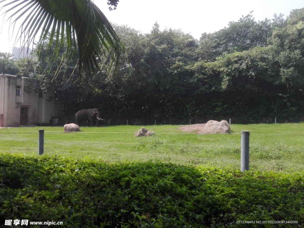 動(dòng)物園的大象