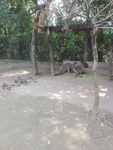 动物园的袋鼠