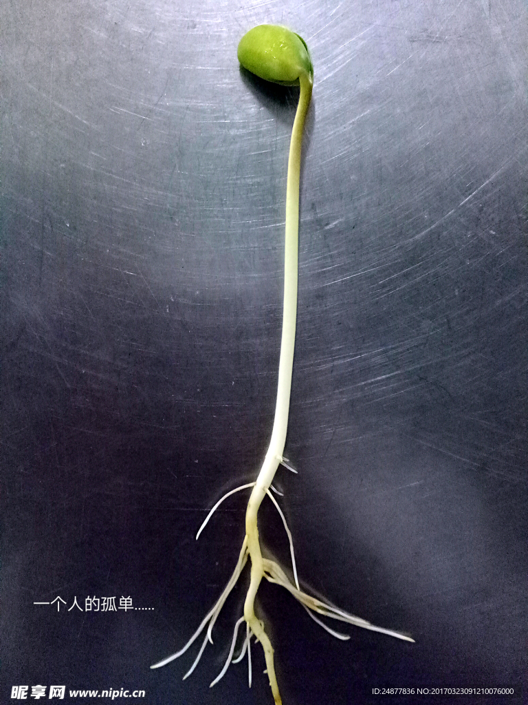 一根豆苗