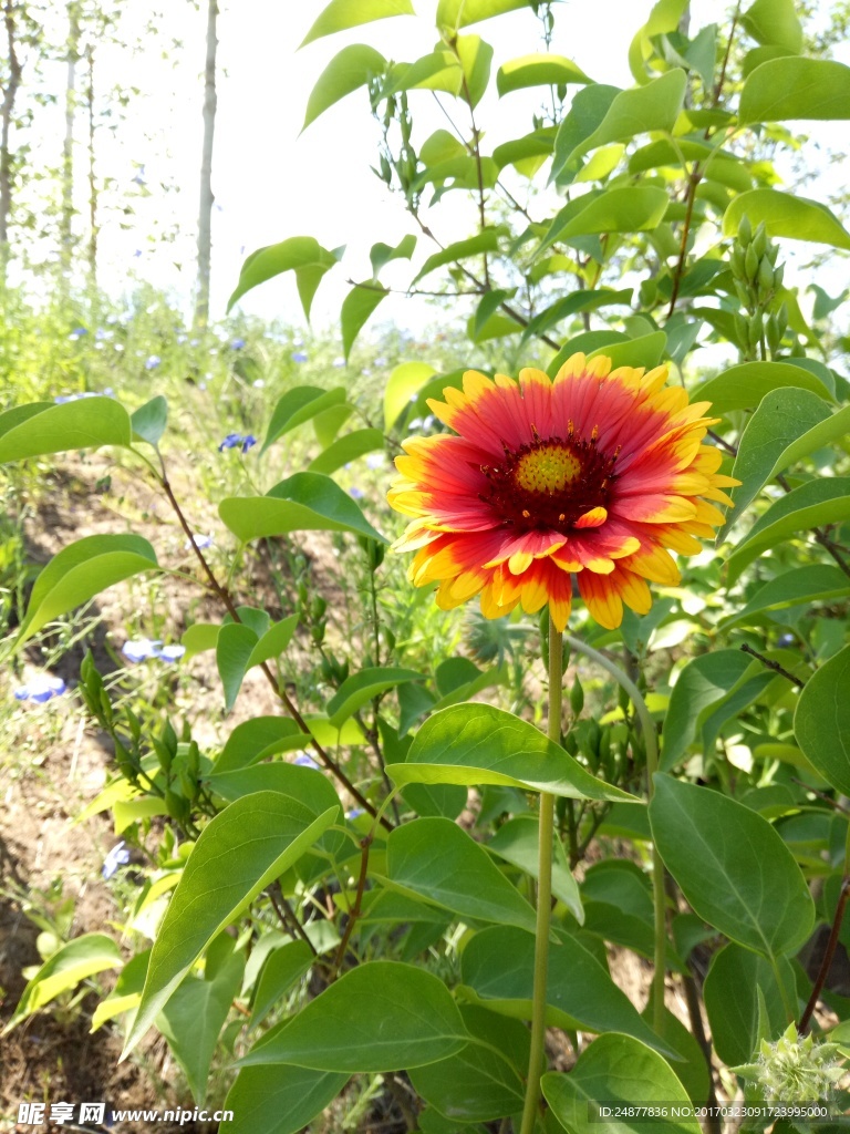 一支鮮艷黃花