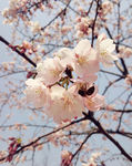 櫻花