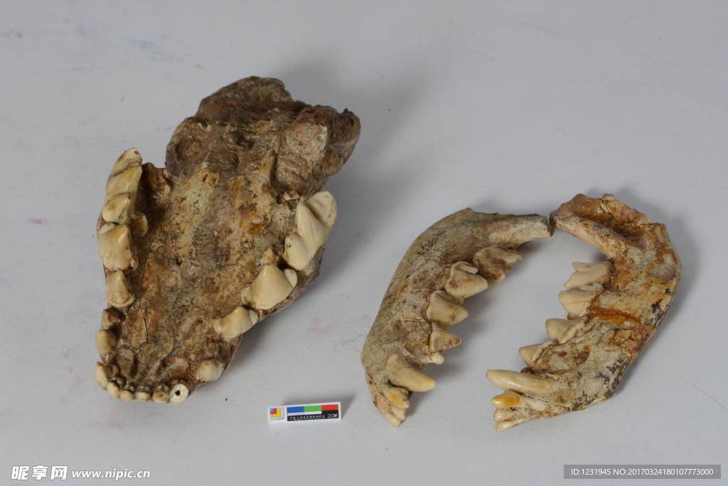 古生物下颌骨化石标本