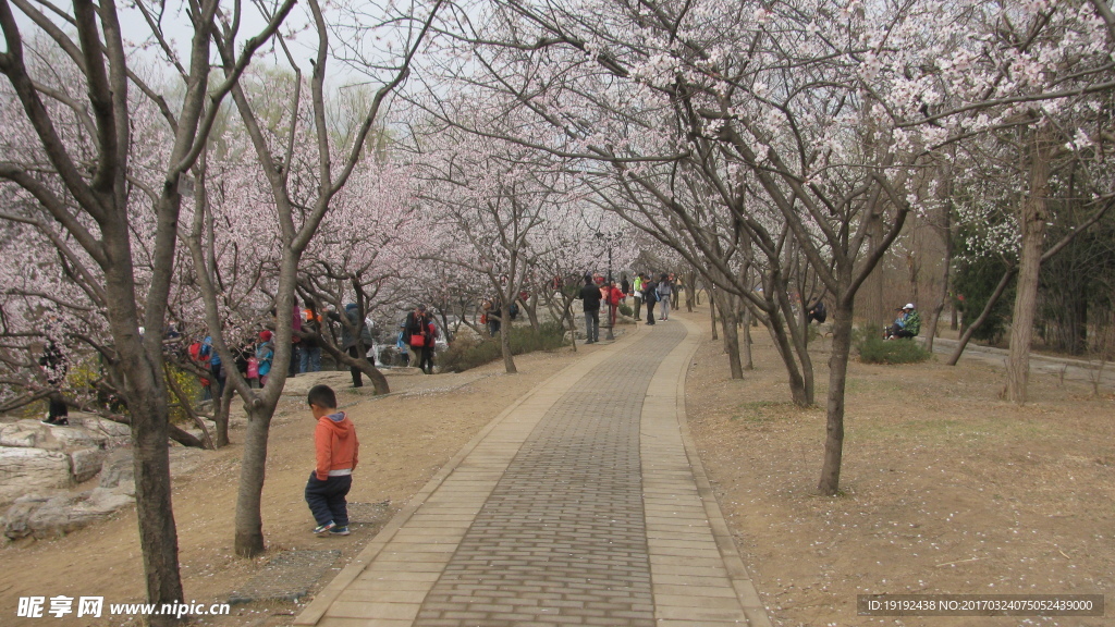桃花美景