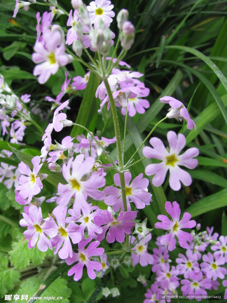 小花
