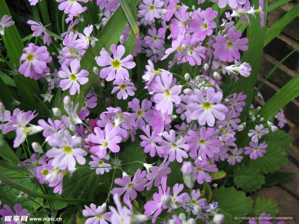 小花