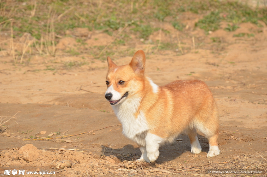 柯基犬