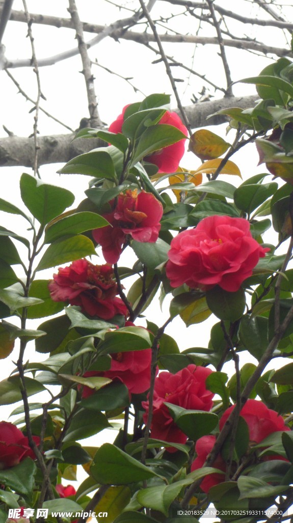 山茶花