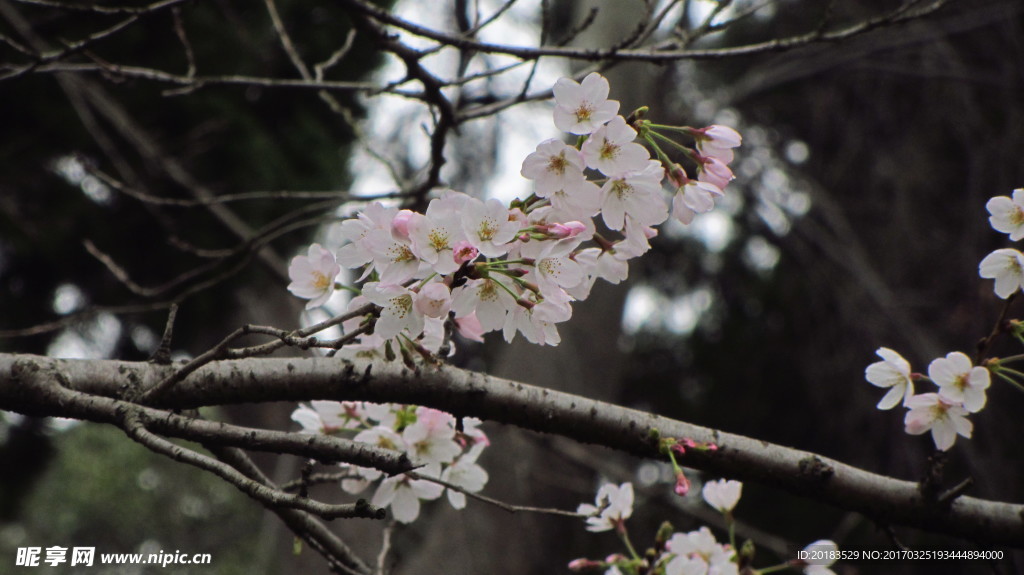 櫻花 早櫻