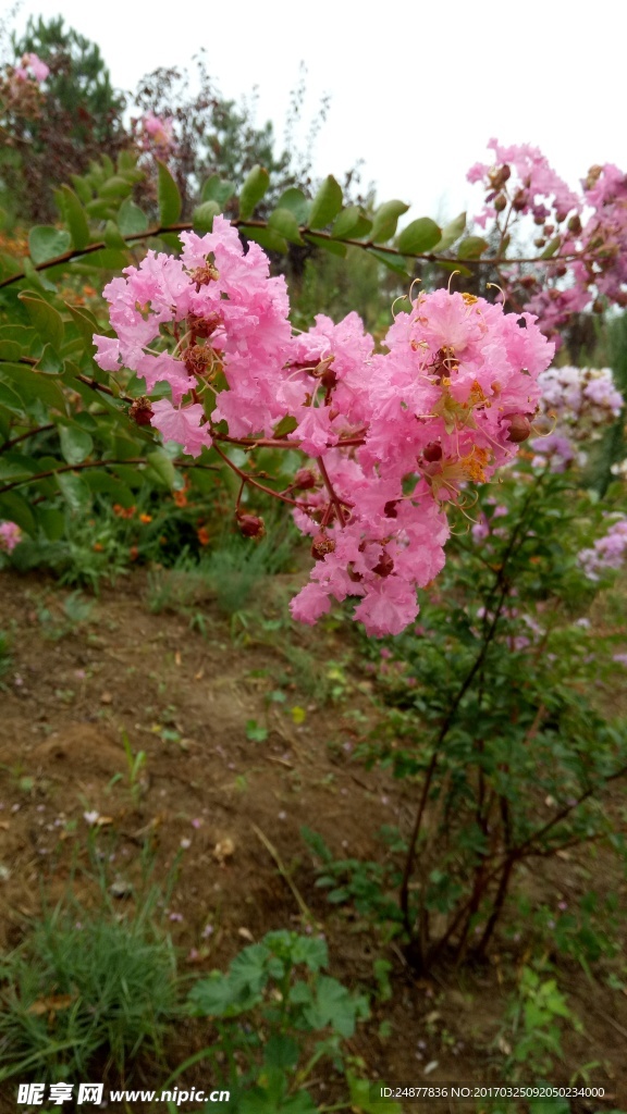 一簇粉紅色的花