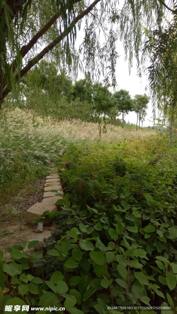 山林之景