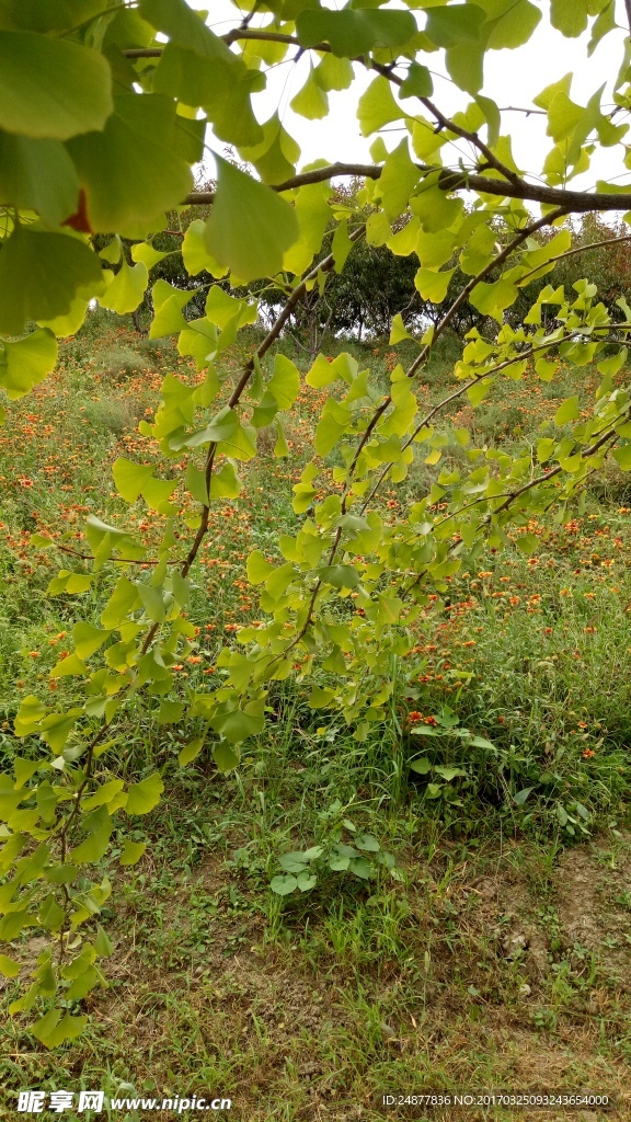 銀杏樹(shù)枝