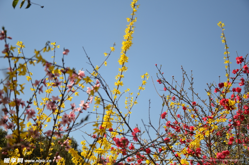 春华秋实桃花